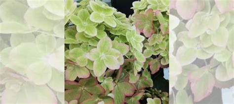 Гортензия метельчатая Металлика купить в Москве | Товары для дома и ...