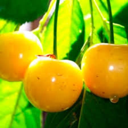 Вишня Вузькопірамідальна жовта (Дворічний, ОКС) - купити Саджанці вишні ...