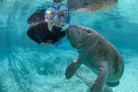 Swim with the Manatees | Book Your Tour | Enjoy The Stay