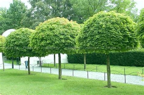 Клен остролистный Глобозум шаровидный клен на штамбе