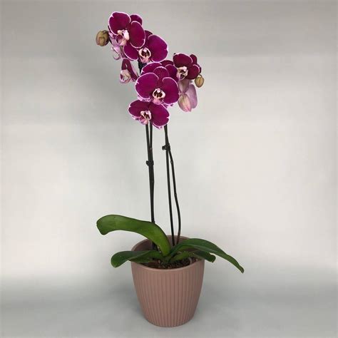 Фаленопсис в горшке — купить комнатные цветы в Ярославле | Интернет ...