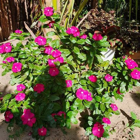 Plantas Para Jardim Resistentes Ao Sol E Chuva - 25 Plantas para Jardim Resistentes ao Sol e Chuva – Dicas de Plantas