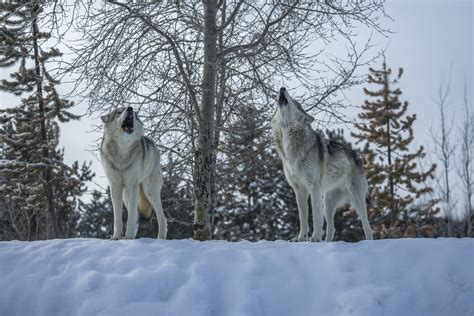 Howling Gray Wolves West Yellowstone Montana Winter Snow Wolfpack Sony