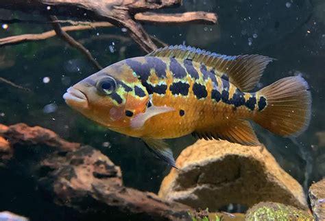 Red Tiger Motaguense Cichlid 101: Care, Tank Size, and More