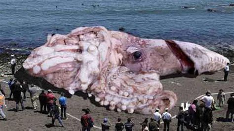 Real Kraken Sea Monster