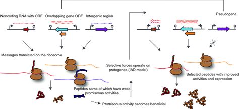 De novo gene evolution. Genes can evolve de novo through several ...