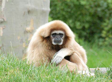 White Handed Gibbon Habitat Facts Behavior Diet Pictures