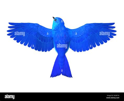 Bluebird Of Happiness Wings Stock Photo Alamy