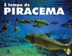 Qual É A Época Da Piracema - Começa o período de piracema em Mato Grosso - Formad