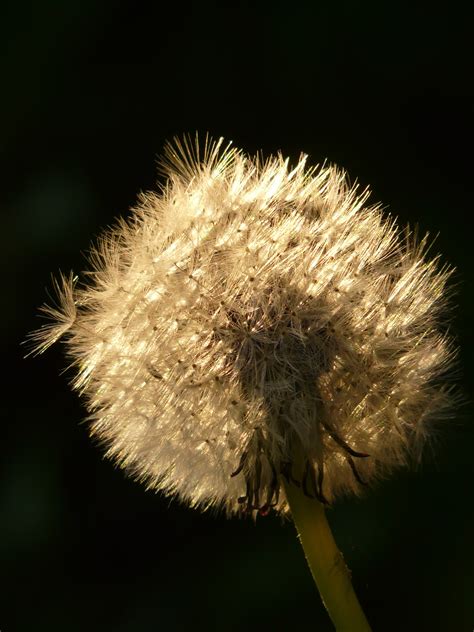 Kostenlose foto Natur Gras Ast Sonne Fotografie Wiese Löwenzahn