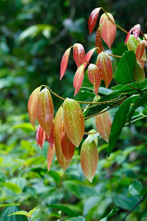 Cinnamon Tree Leaves Stock Photo Image Of Cassia Spice 1427250