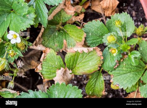 Strawberry Wilt Or Verticillium Wilt On Elsanta Strawberry Plants Stock