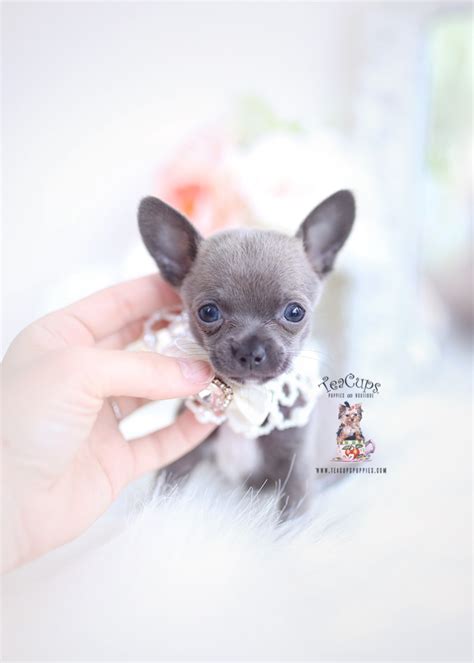 Isabella And Blue Chihuahuas Teacup Puppies And Boutique