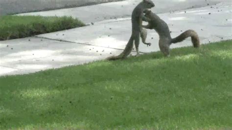 Squirrel Sex Caught On Tape YouTube