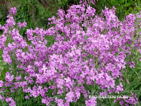 Вечерница Матроны (Hesperis matronalis, ночная фиалка, гесперис ...