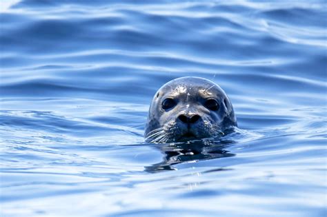 Lobo Marinho Filmed In Funchal Waters Today