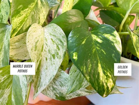 Marble Queen Pothos Plant Care Guide Young House Love