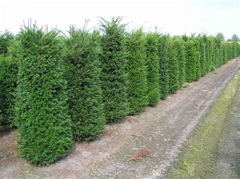 Eibe Heimische Eibe Taxus Baccata Cm Kaufen Und Bestellen