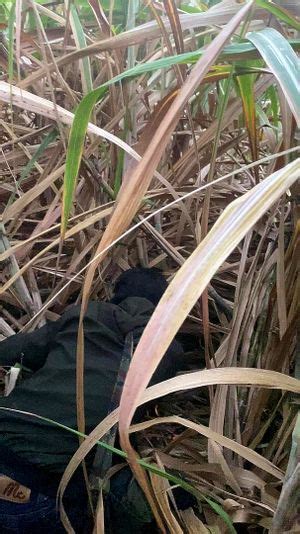 Watch กบดกหน Av Japanese Japanese Beautiful Porn SpankBang