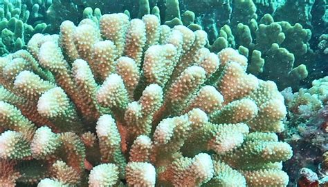 Algae Sex Could Save Corals From Climate Change WordDisk