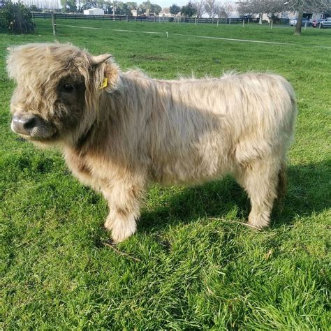 Micro Mini Highland Cow Full Grown Mini Highland Cow