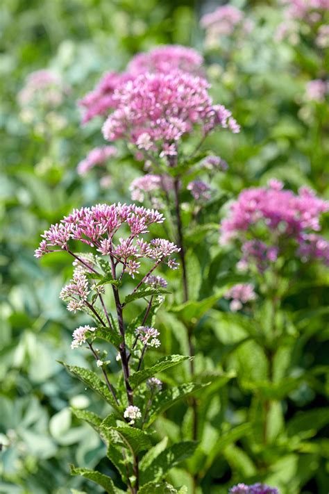 14 Pretty Perennial Plants that Like Wet Soil