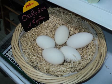 This is Incubation period for canada geese eggs ~ Incubator egg