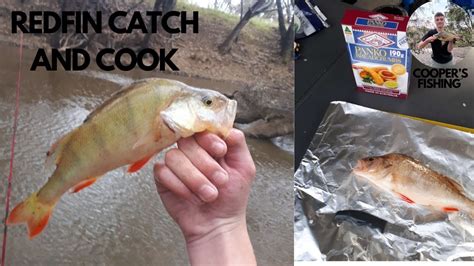 Redfin Perch Catch And Cook How To Fillet And Cook Redfin YouTube