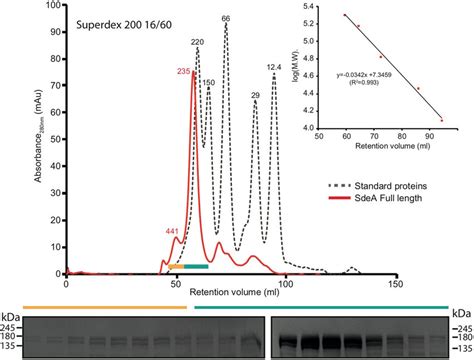 Size Exclusion Chromatography Profile Of Sdeafl Sdeafl Shows Dimeric