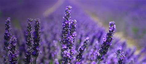 Сокровища Крыма - Натуральная крымская косметика от производителя АЭМСЗ