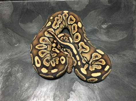 Mahogany Yb Green Pastel Ball Python By The Serpent Chamber Morphmarket