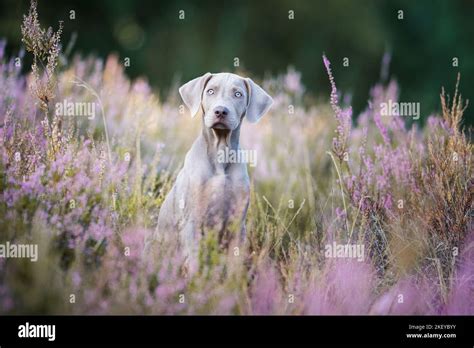 Louisiana Catahoula Leopard Dog Puppy Stock Photo Alamy