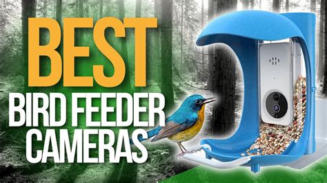 Top Best Bird Feeder Cameras Bird Feeder Cams Holiday Big