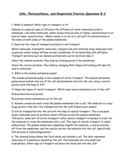 Cells Photosynthesis And Respiration Practice