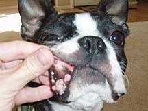 Small Dog get Free of Oral Papilloma Warts - NZYMES | Dog cancer, Dog ...