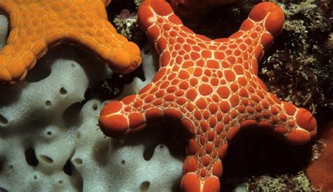 Gambar Struktur Tubuh Echinodermata Pulp