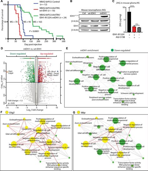 Idh R H Acts As A Tumor Suppressor In Glioma Via Epigenetic Up