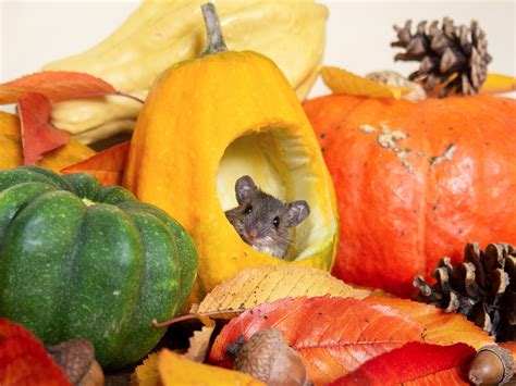 Чай с полынью 🕊 (@SolarWitch_) / Twitter