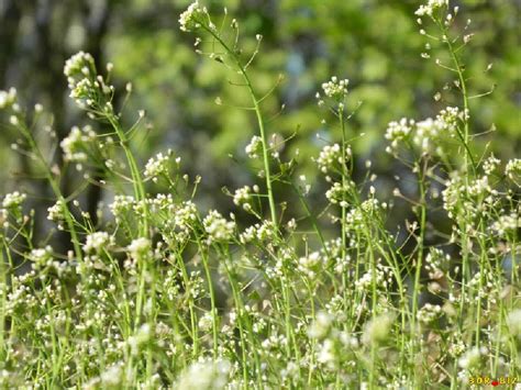 Пастушья сумка обыкновенная (лат. Capsélla búrsa-pastóris)