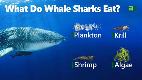 sharks eat    food chain   danger byamj