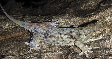 A New Fish Scale Gecko In The Genus Geckolepis