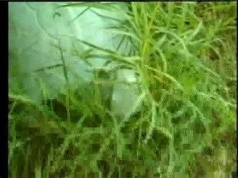 Une MILF Blonde Mange La Chatte De Sa Copine Brune XHamster