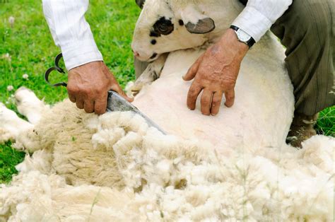 Shearing sheep | Minnesota Grown