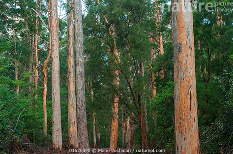 Stock Photo Of Karri Eucalyptus Diversicolor Third Tallest Tree In