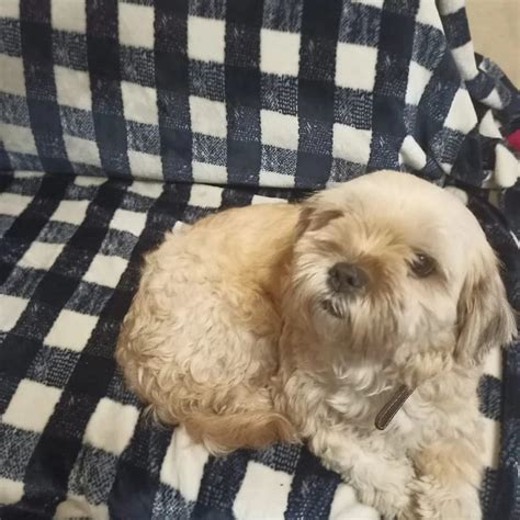 Мона 3 года | Взять собаку бесплатно | Щенки в дар - Сумико