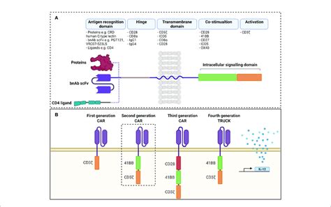 A Structure Of Chimeric Antigen Receptor Antigen Receptor Domains