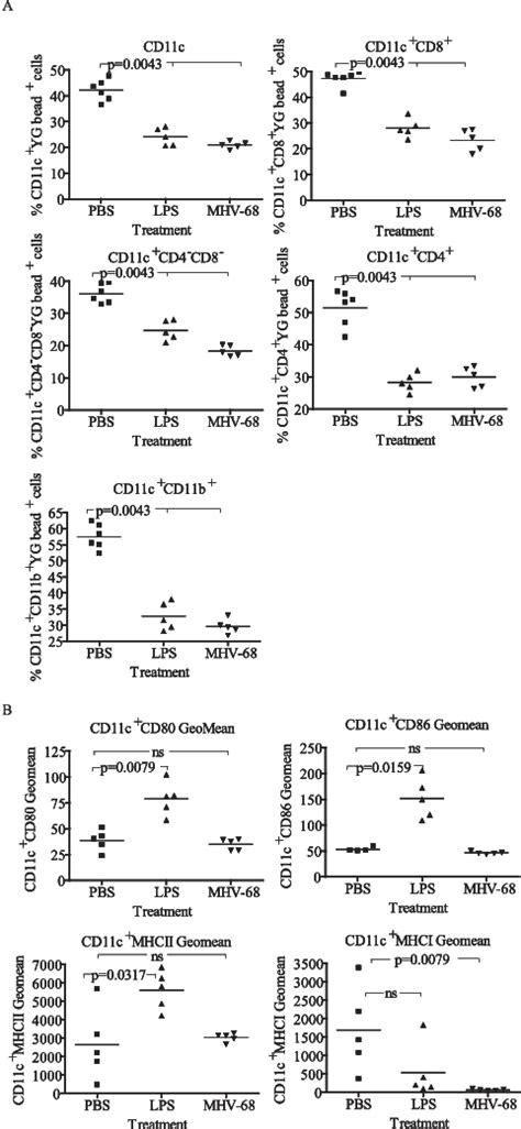 Acute Mhv 68 Infection Reduces The Endocytic Capacity A And Alters