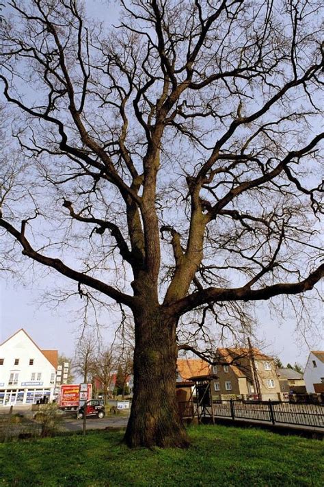 froehlich wege zu alten baeumen thueringen nr  eiche im