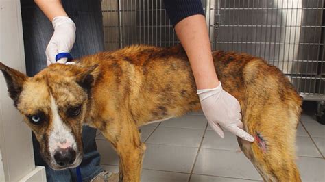 Protecting Animal Victims and Defending Oregon’s ’Bond-or-Forfeit’ Law ...