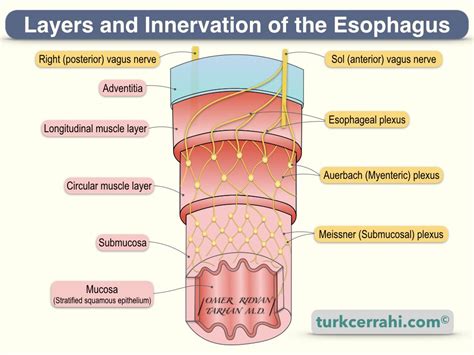 Esophagus Histology Video Anatomy Definition Osmosis Off